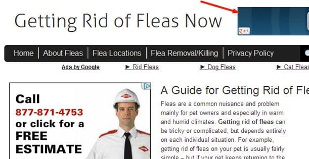 Getting Rid of Fleas